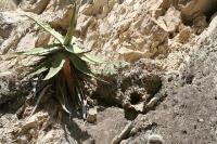 pa_1043_ferocactus_echidne.jpg