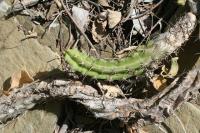 pa_1044_echinocereus_pentalophus.jpg