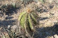 pa_1045_astrophytum_ornatum.jpg