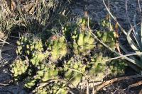 pa_1046_thelocactus_leucacanthus.jpg