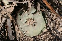 pa_1047_lophophora_diffusa.jpg