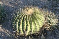 pa_1048_echinocactus_platyacanthus.jpg