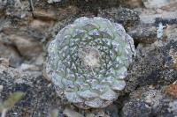 pa_1049_strombocactus_disciformis.jpg