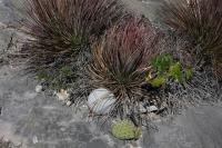 pa_104_mammillaria_candida.jpg