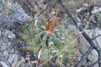 pa_1050_ferocactus_echidne.jpg