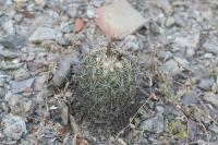 pa_1051_coryphantha_cornifera.jpg