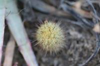pa_1052_mammillaria_elongata.jpg