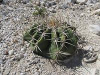 pa_1053_echinocactus_platyacanthus.jpg