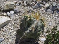 pa_1054_astrophytum_ornatum.jpg
