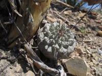 pa_1056_strombocactus_corregidorae.jpg