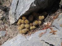pa_1057_mammillaria_elongata.jpg