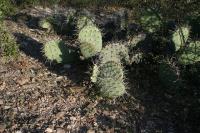 pa_1058_opuntia_sp..jpg