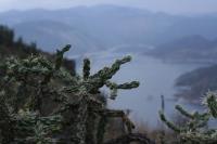 pa_1059_cylindropuntia_imbricata.jpg