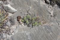 pa_105_echinocereus_pentalophus.jpg