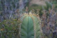 pa_1060_stenocereus_dumortieri.jpg