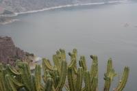 pa_1061_myrtillocactus_geometrizans.jpg