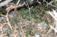 pa_1062_echinocereus_cinerascens.jpg