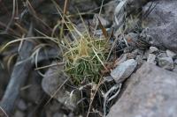 pa_1063_echinofossulocactus_sulphureus.jpg
