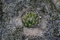pa_1064_mammillaria_sp..jpg