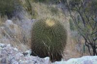 pa_1065_ferocactus_hystrix.jpg