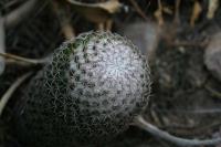 pa_1066_mammillaria_sp..jpg