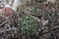 pa_1067_echinofossulocactus_sp..jpg