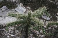 pa_1068_cylindropuntia_imbricata.jpg