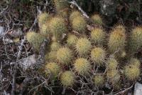 pa_1069_mammillaria_elongata.jpg