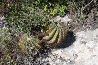 pa_106_ferocactus_echidne.jpg