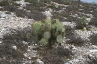 pa_1070_opuntia_sp..jpg