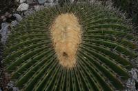 pa_1071_echinocactus_platyacanthus.jpg