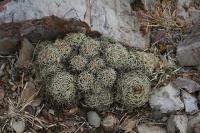 pa_1072_coryphantha_sp..jpg