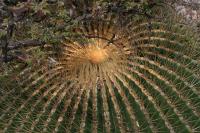 pa_1073_ferocactus_hystrix.jpg