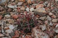pa_1075_ferocactus_latispinus.jpg