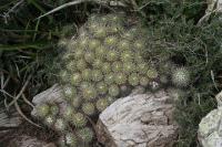 pa_1076_mammillaria_sp..jpg