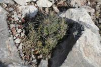 pa_1077_thelocactus_leucacanthus.jpg