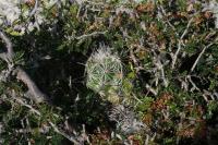pa_1078_neolloydia_conoidea.jpg