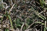 pa_1079_coryphantha_cornifera.jpg