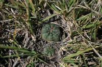 pa_1080_echinocereus_pulchellus.jpg