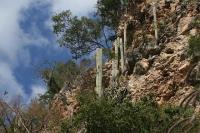 pa_1081_cephalocereus_senilis.jpg