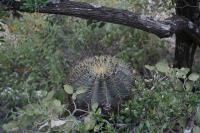 pa_1082_ferocactus_glaucescens.jpg