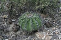 pa_1083_echinocactus_platyacanthus.jpg