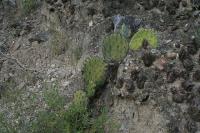 pa_1084_opuntia_sp..jpg