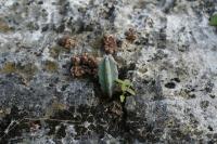 pa_1085_myrtillocactus_geometrizans.jpg