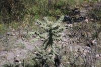 pa_1086_cylindropuntia_imbicata.jpg