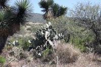pa_1087_opuntia_sp..jpg