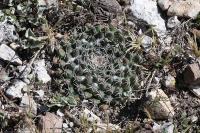 pa_1089_mammillaria_formosa.jpg