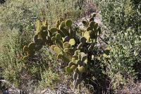 pa_108_opuntia_microdasys.jpg