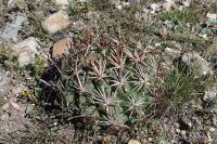 pa_1090_glandulicactus_mathsonii.jpg