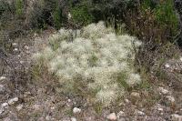 pa_1091_cylindropuntia_tunicata.jpg